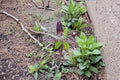 Jack-in-the-Pulpit – Arisaema triphyllum 5 Seeds | Native Woodland Perennial | Unique Spring Flower | Shade Garden Favorite
