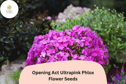 100+ Opening Act Ultrapink Phlox Seeds – Vibrant Perennial Garden Flowers, Phlox Hybrid