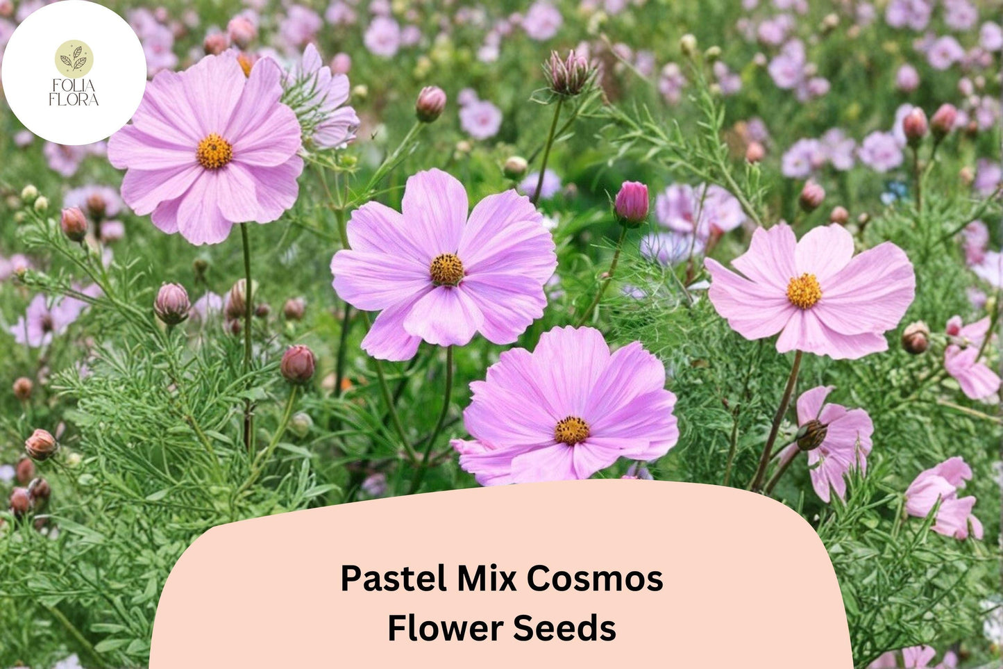 200+ Pastel Mix Cosmos Seeds | Cosmos Bipinnatus Soft Pink, White & Peach Blooms | Garden Flower Seeds