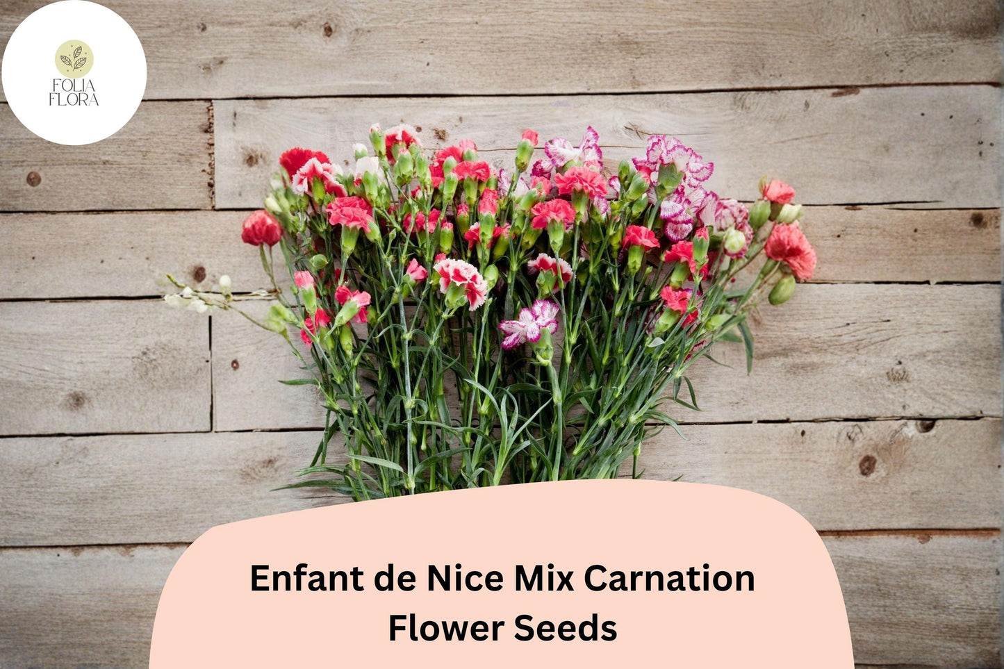200+ Enfant de Nice Mix Carnation Seeds: Fragrant Cut Flowers, Colorful Garden Blooms, Easy to Grow Perennial Variety