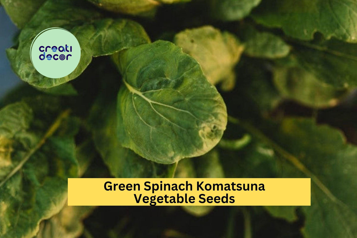 3pcs of 500mg Mustard Spinach Komatsuna Seeds – Tendergreen Asian Greens for Containers, Garden Beds & Fast Harvest Seeds for Planting