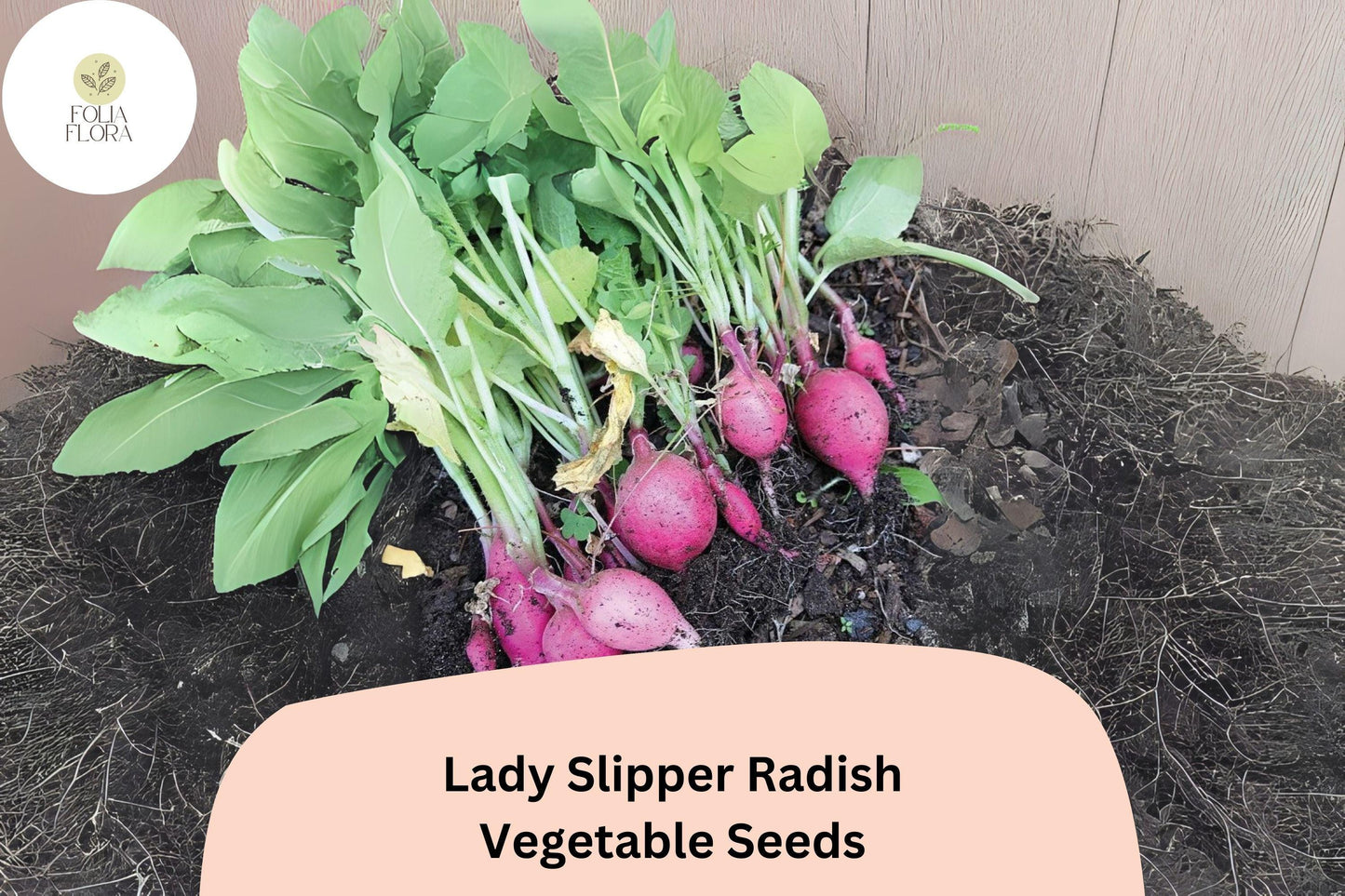 500+ Lady Slipper Radish Seeds – Heirloom Pink Radish Seeds for Garden Planting