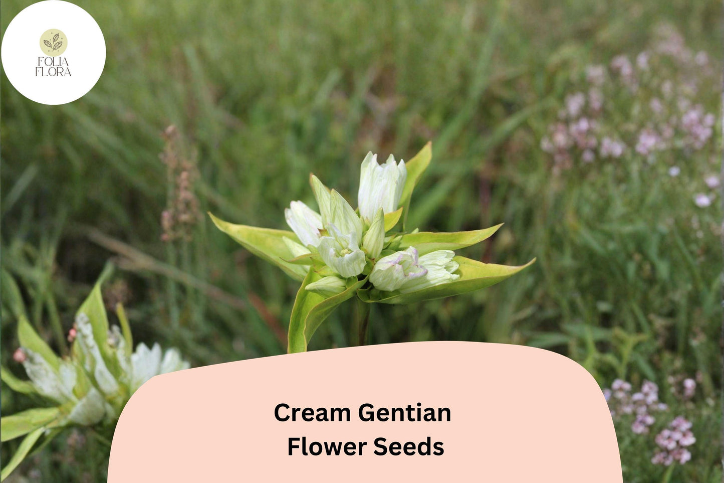 Cream Gentian Seeds – 100 Gentiana flavida | Native Pale Yellow Wildflower | Perennial Garden Plant