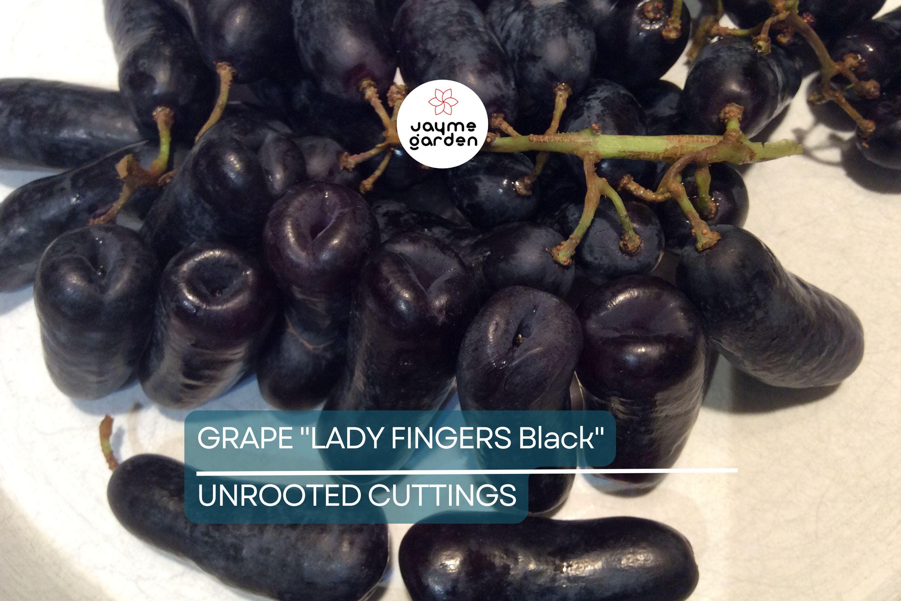 Ladyfingers Black Grape Cuttings | 3 Unrooted Scion Wood | Fresh, Organic Waxed Ends | Easy to Root | Sweet, Long-Shaped Grapes Vine