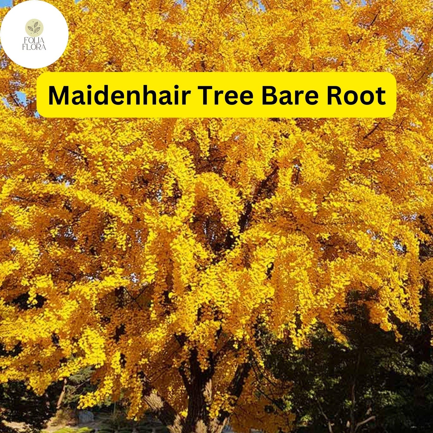 3 Bare Root Ginkgo Biloba Maidenhair Trees, Starter Live Trees