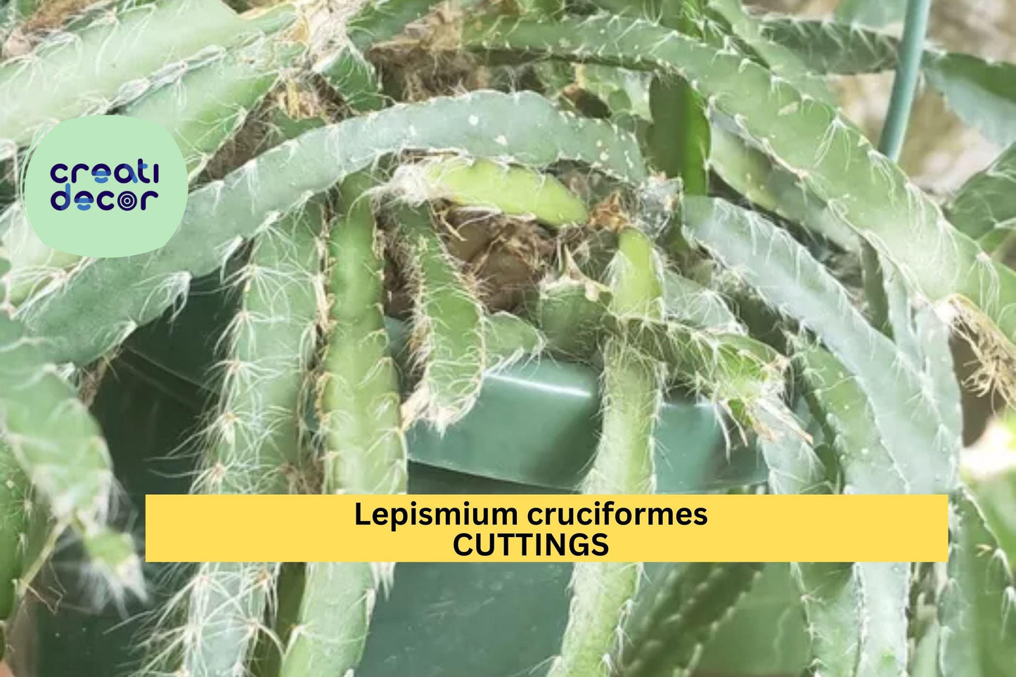 4 Lepismium Cruciforme Cuttings | 4" Epiphytic Cactus Starter | White Blooming Trailing Plant | Tropical Houseplant