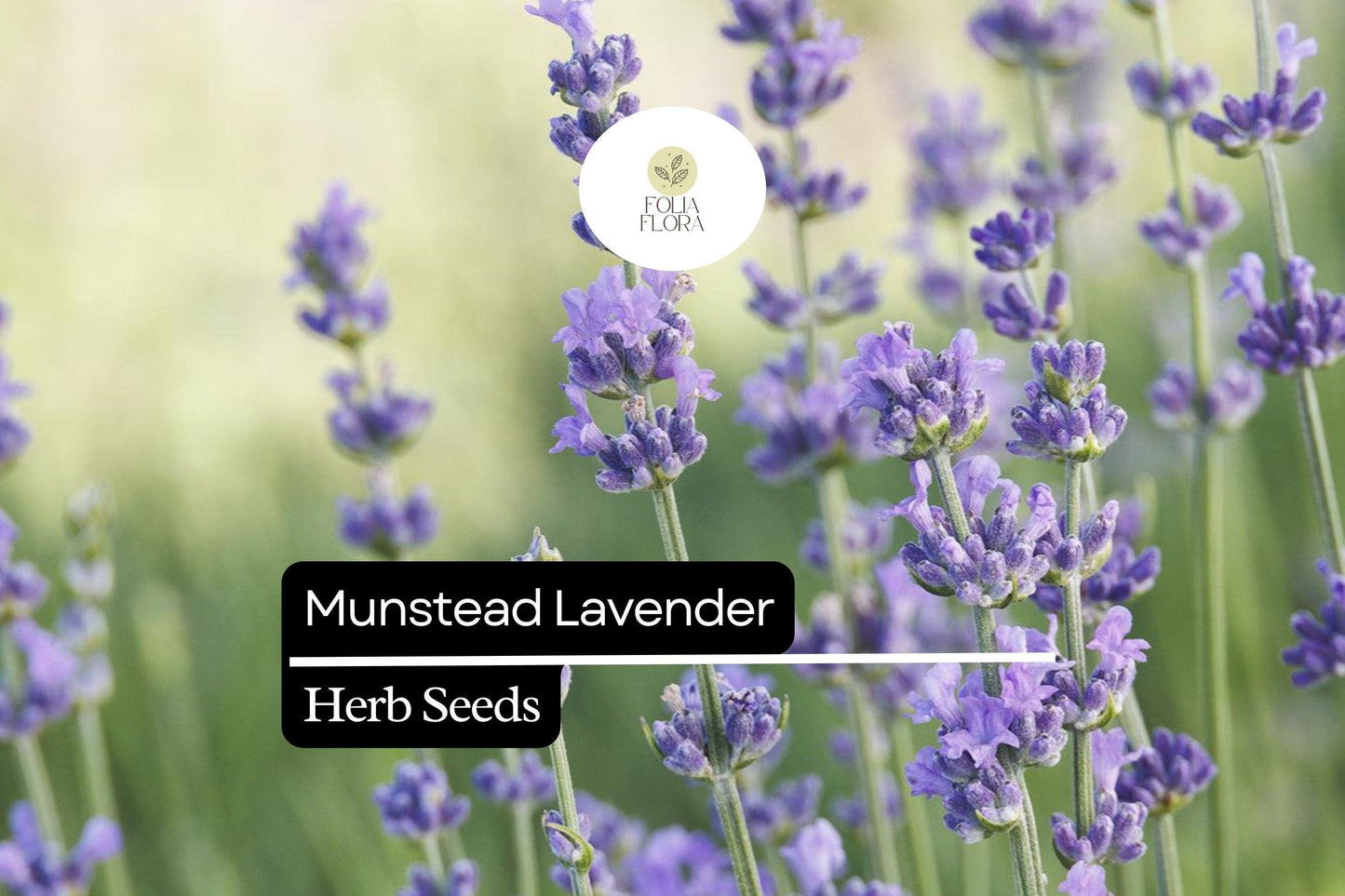 100 Seeds Munstead Lavender (Lavandula angustifolia) – Fragrant, Hardy English Lavender