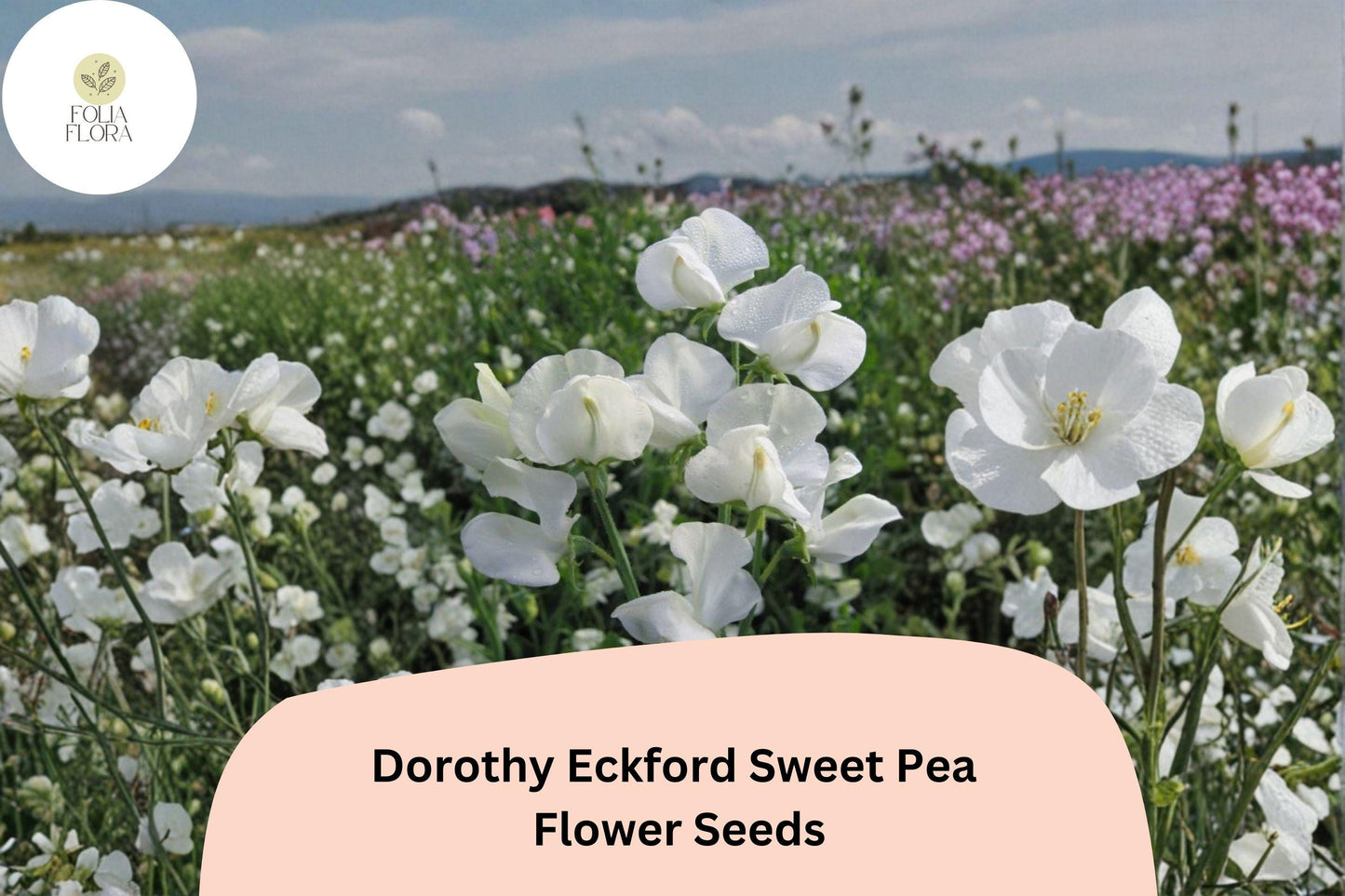 50+ Dorothy Eckford Sweet Pea Seeds | Fragrant White Flower for Garden Trellis, Fence & Cut Flowers