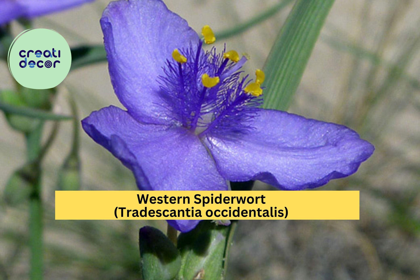 Western Spiderwort Seeds – Tradescantia occidentalis – 100 Seeds – Native Wildflower Perennial for Prairie & Pollinator Gardens