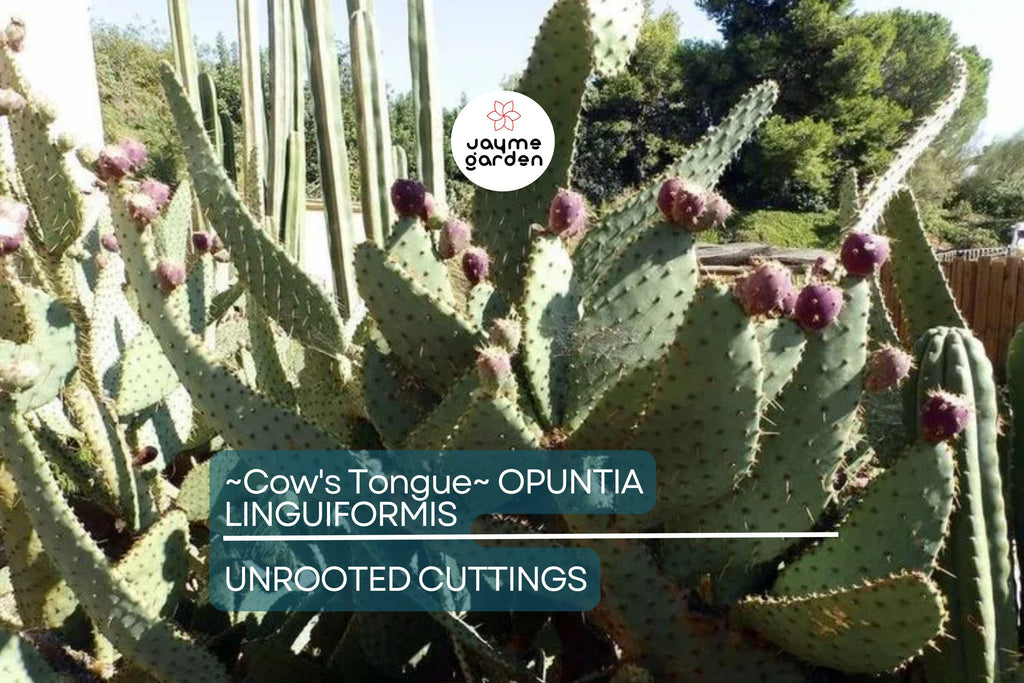 Hardy Cow's Tongue Cactus (Opuntia Liguiformis) Pad Cutting | 8-10" Prickly Specimen | Cold Hardy | Golden Orange Blooms