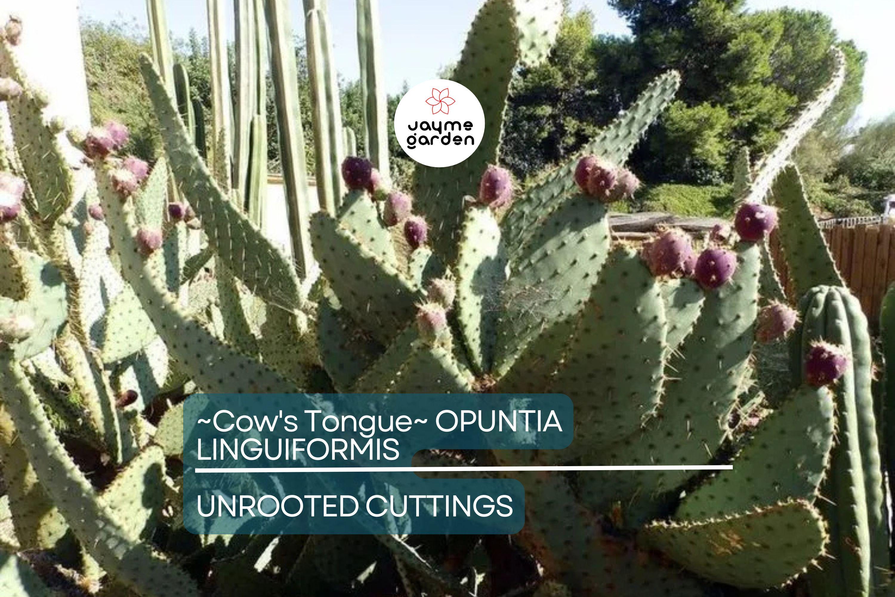 Hardy Cow's Tongue Cactus (Opuntia Liguiformis) Pad Cutting | 8-10" Prickly Specimen | Cold Hardy | Golden Orange Blooms