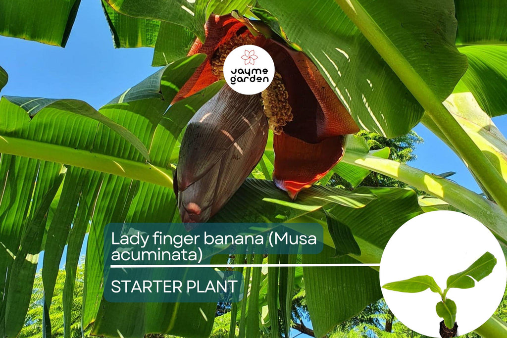 Lady Finger Banana Tree - Live Seedling 2’-3’ Tall | Sweet & Creamy Fruit | Tropical Beauty | Easy Care and Fast Growing