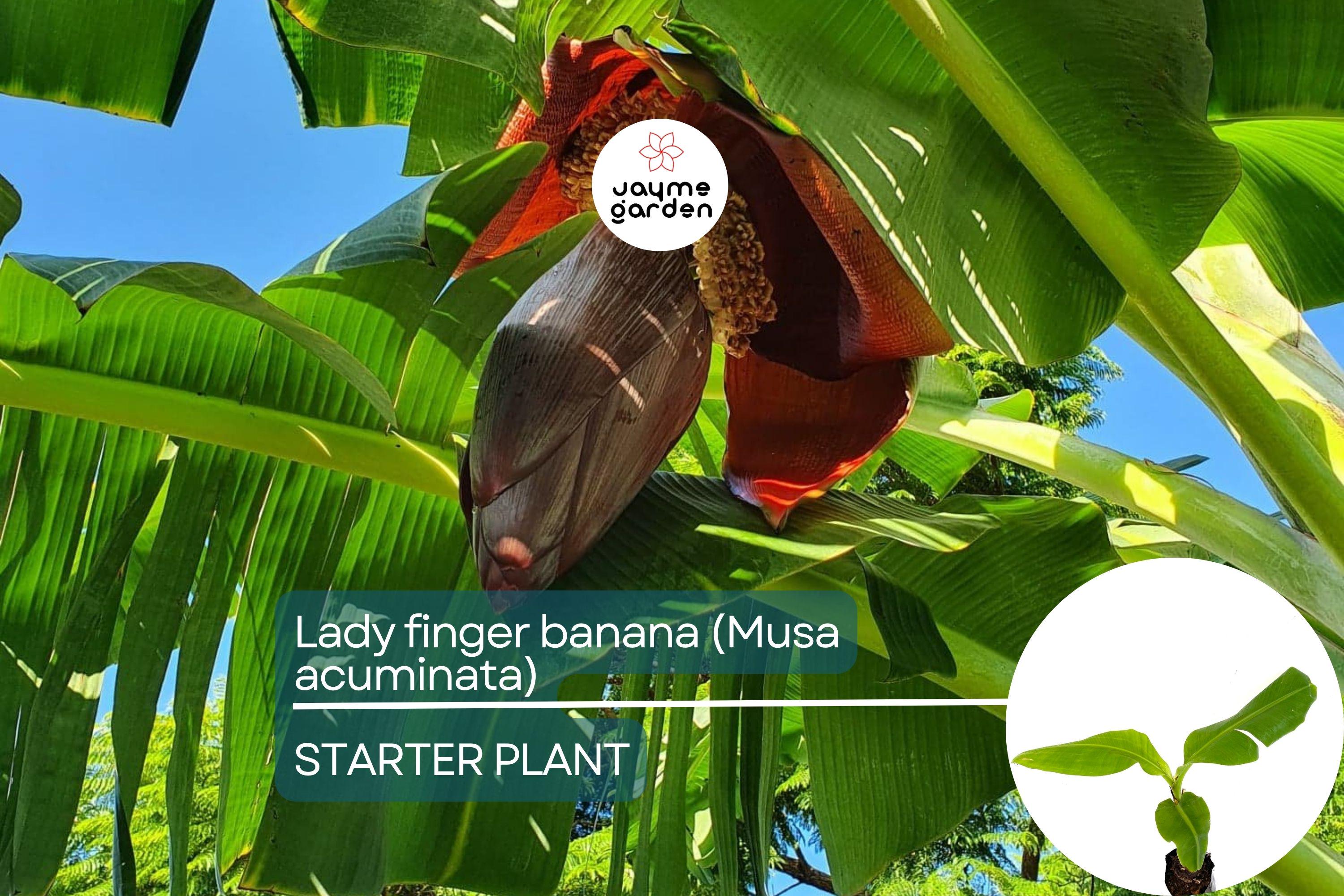 Lady Finger Banana Tree - Live Seedling 2’-3’ Tall | Sweet & Creamy Fruit | Tropical Beauty | Easy Care and Fast Growing