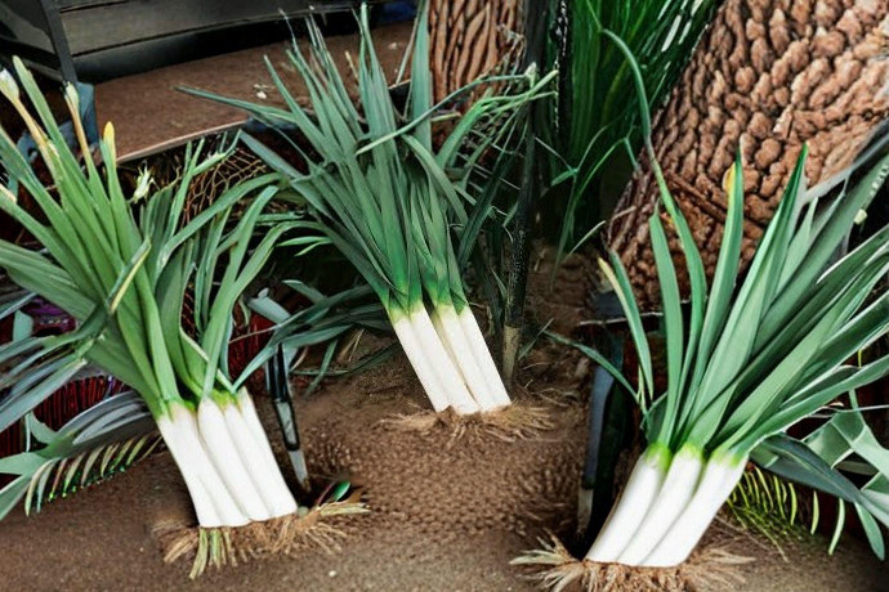 Leek – American Flag 150 Seeds | Classic Heirloom Leek | Long White Shafts | Cold-Hardy & Flavorful