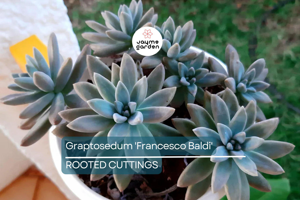 Live Succulent Graptosedum 'Francesco Baldi' | Rooted Plant in 2" Pot | Easy to Grow | Free Shipping
