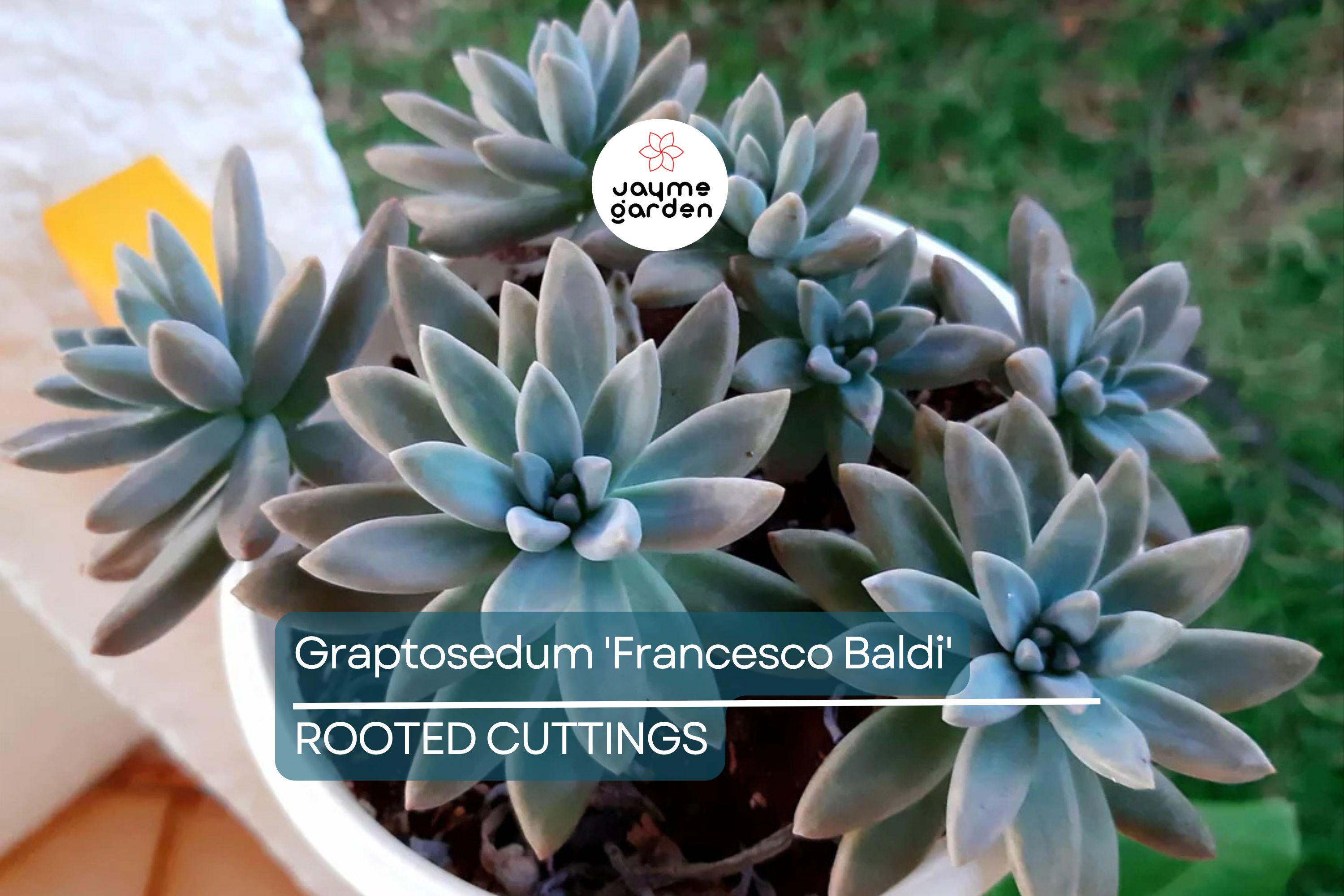 Live Succulent Graptosedum 'Francesco Baldi' | Rooted Plant in 2" Pot | Easy to Grow | Free Shipping