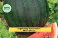 3pcs of 1g Sugar Baby Watermelon Seeds – Small Sweet Red Flesh Melon, Fast Growing, Compact Vine for Small Gardens Seeds for Planting