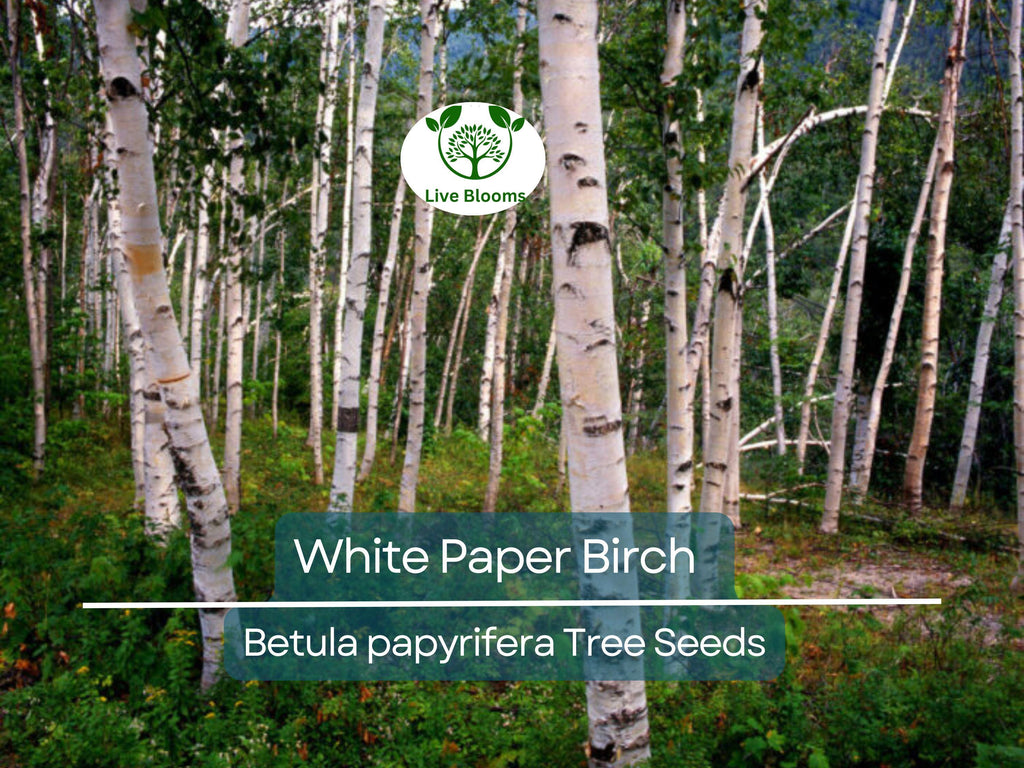 50 White Paper Birch Tree Seeds (Betula papyrifera) | Fast-Growing, Showy & Hardy | Native Birch Tree for Landscaping Gardens