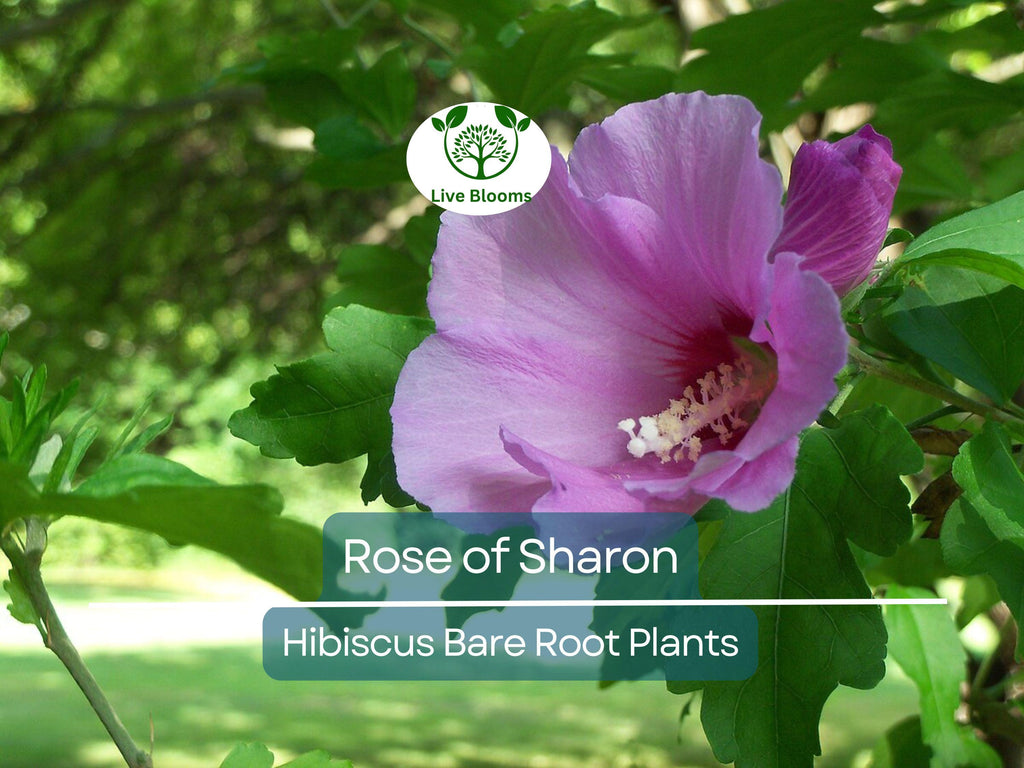 6 Rose of Sharon Plants – Bare Root Hibiscus Syriacus Seedlings – Hardy Flowering Shrubs – Summer Blooms, Pollinator Friendly