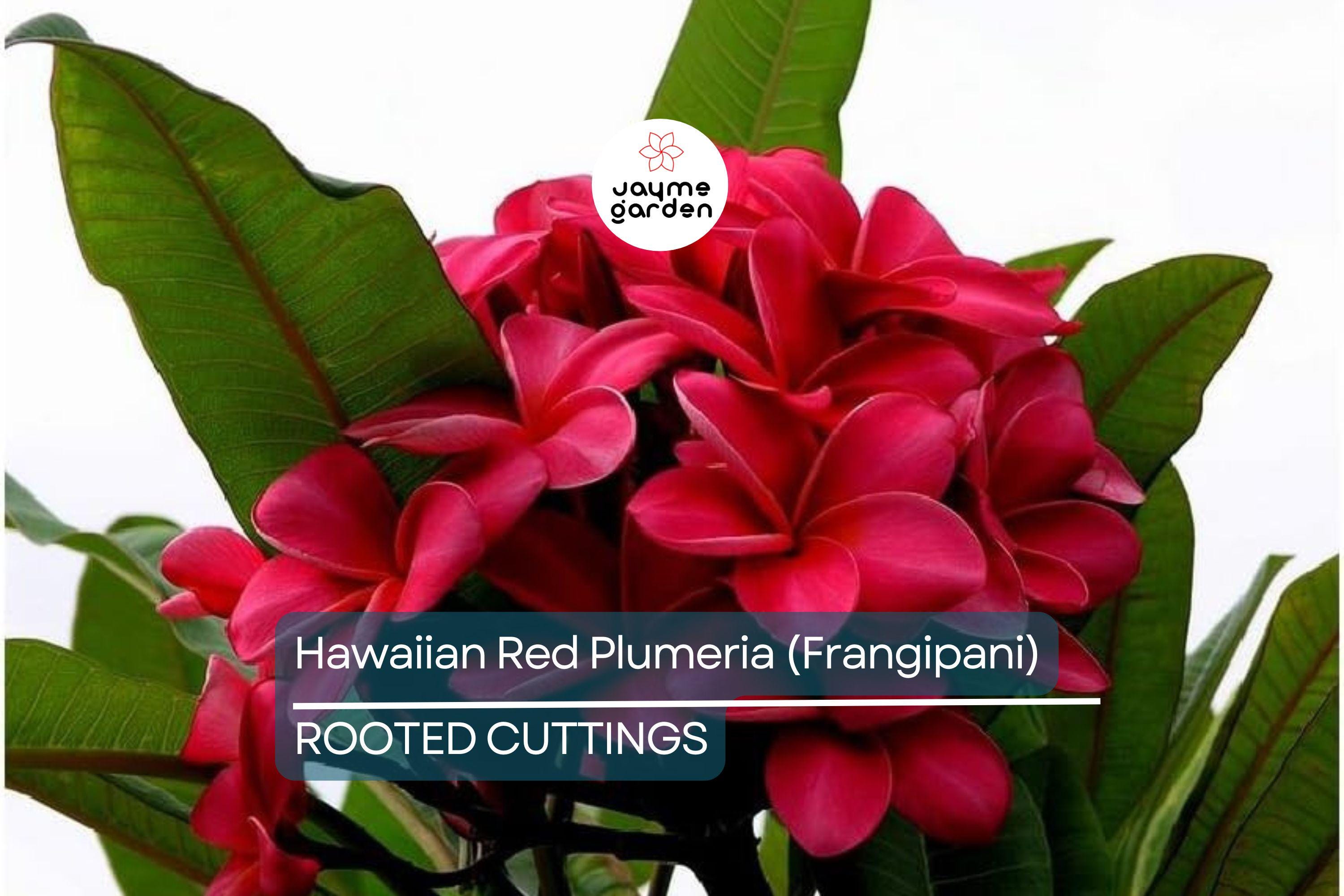 Hawaiian Red Plumeria (Frangipani) 8" Rooted Plant with Leaves - Mavina | Fragrant Tropical Flower Starter