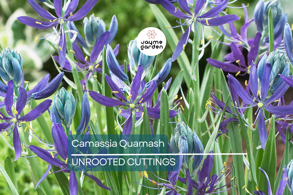 Camassia Quamash Bulbs - 5 Live Flower Bulbs, Deer-Resistant, Lavender-Blue Blooms, USDA Zones 4-8, Easy to Grow