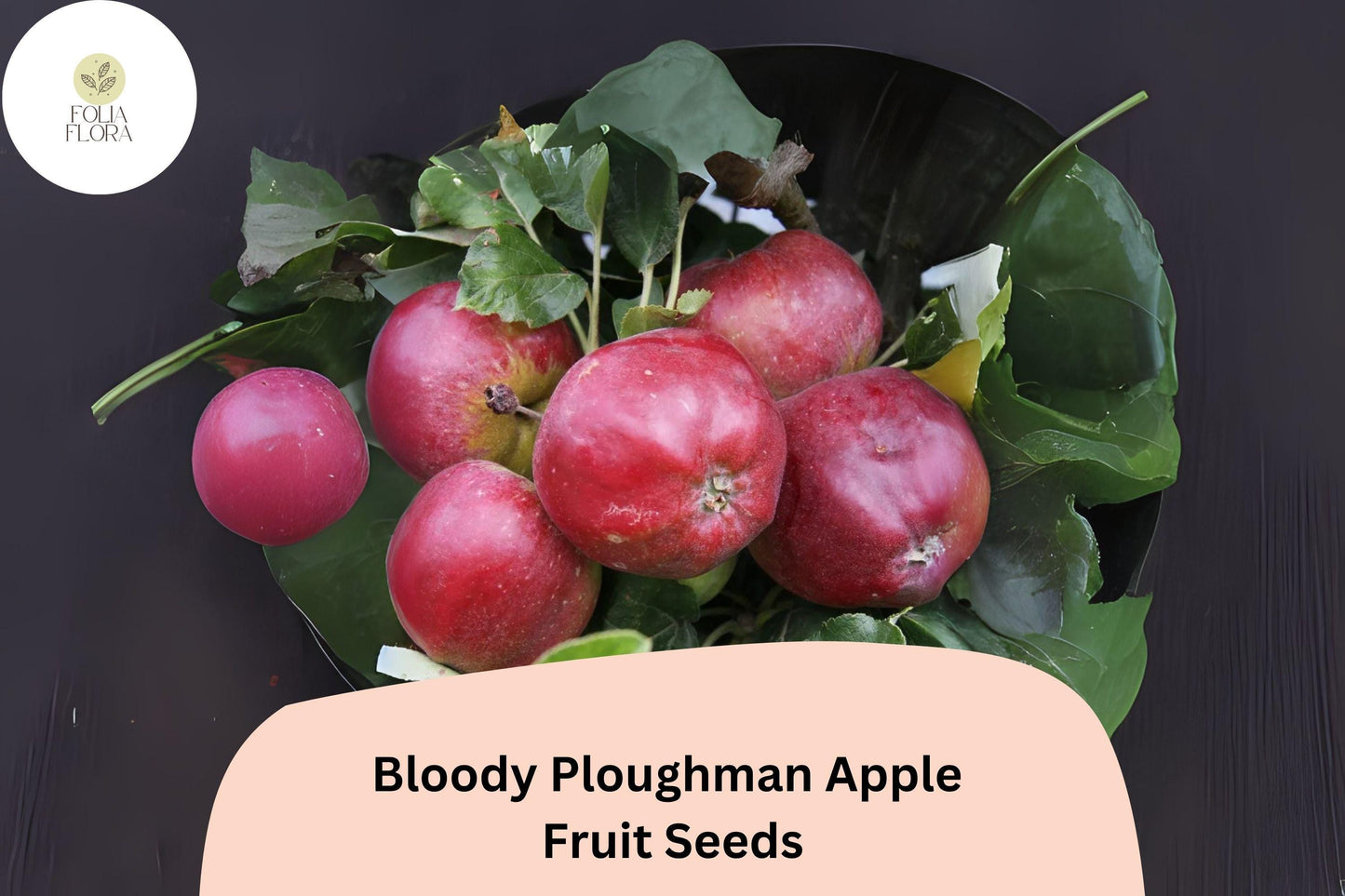 25+ Bloody Ploughman Apple Seeds for Planting | Scottish Heirloom Apple Tree | Red Flesh Sweet Fruit | Garden Orchard Seeds