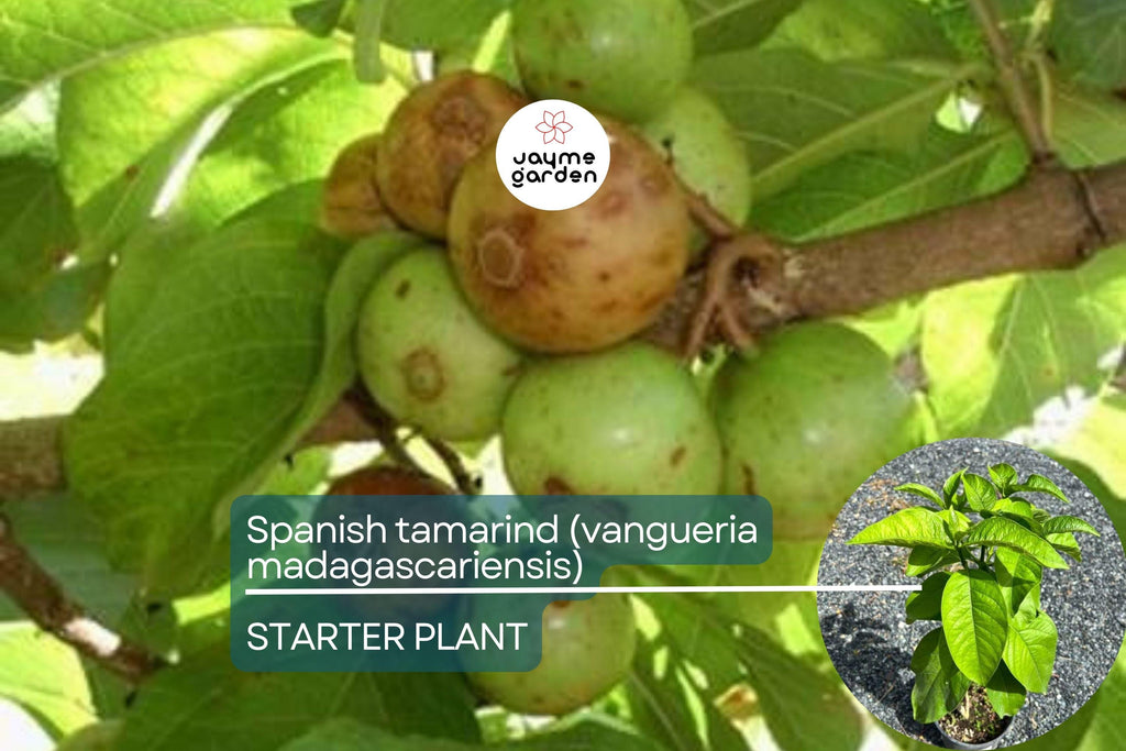 Spanish Tamarind (Vangueria madagascariensis) – Live Tropical Fruit Tree, 12”-24”, Ornamental and Fruiting, Exotic and Irresistible