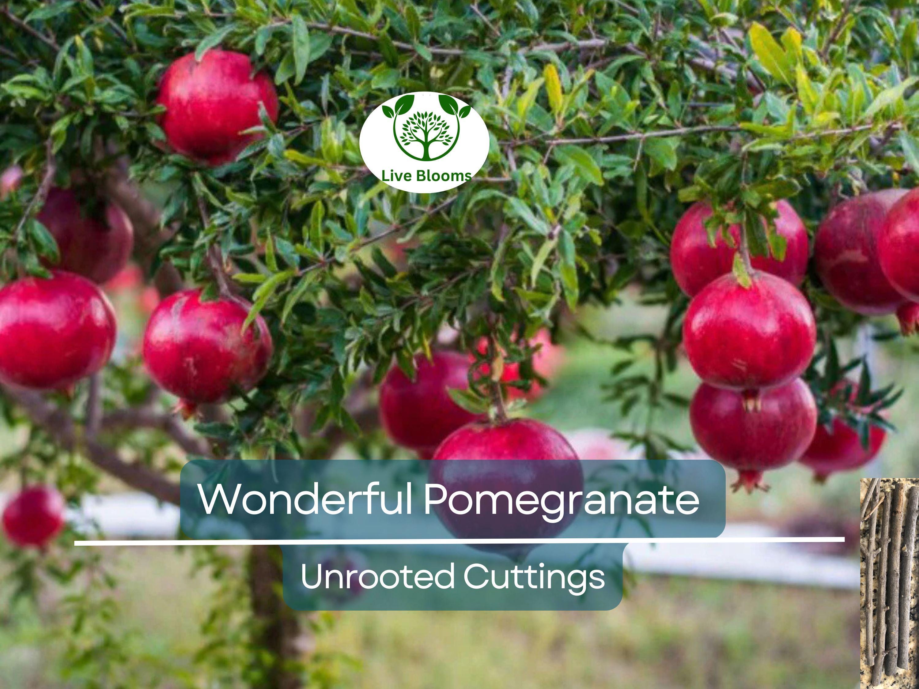 4 Wonderful Pomegranate Unrooted Cuttings 6-8" from Mature Plant, Punica Granatum, Fruit Tree Cuttings, Perfect for Rooting & Propagation