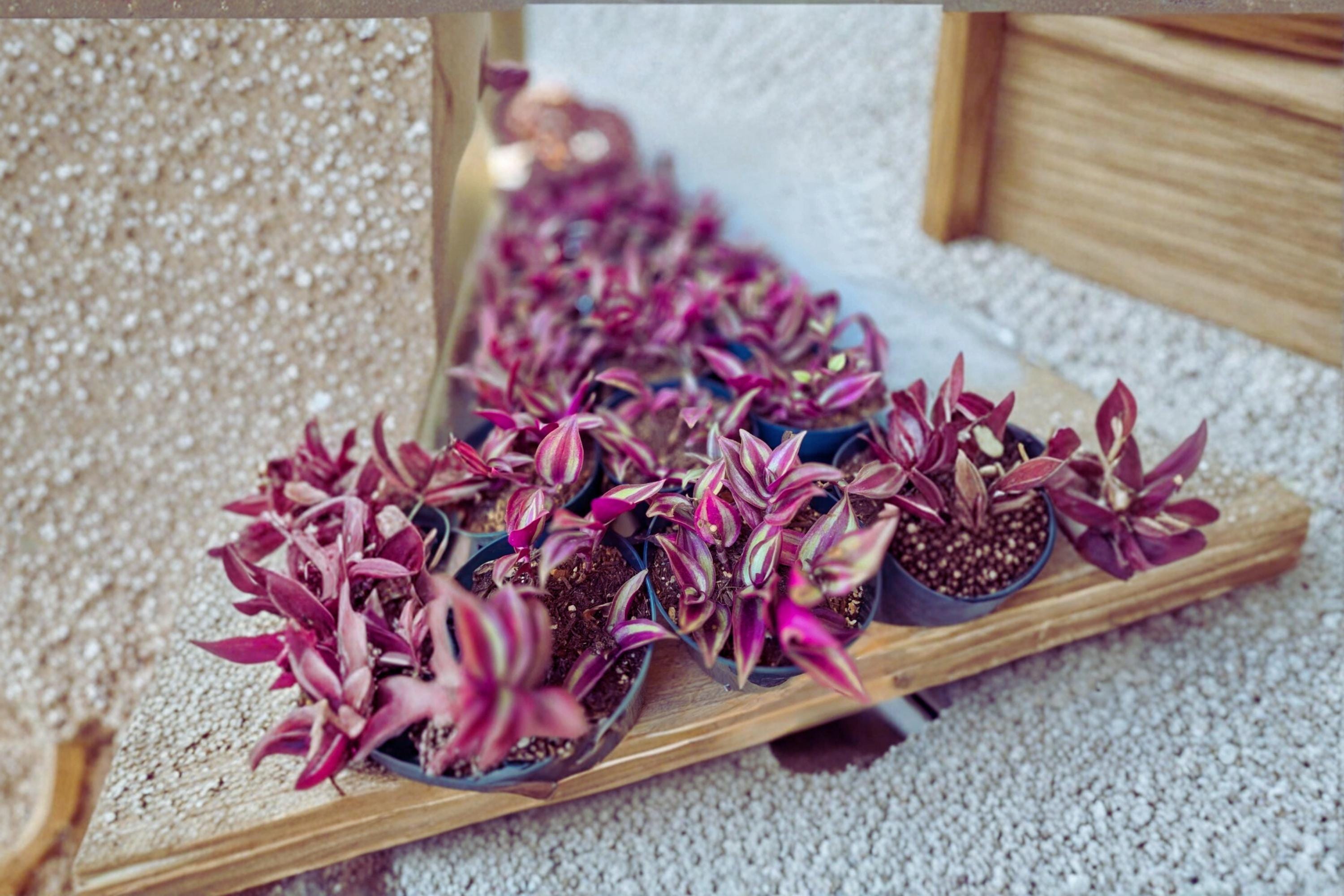 Tradescantia Zebrina 12 Cuttings 4–6 Inch Purple Wandering Jew Unrooted