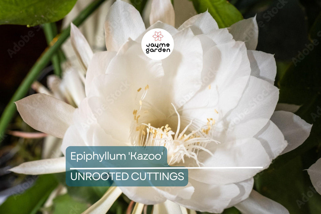 Epiphyllum 'Kazoo' Unrooted Cutting | Rare Orchid Cactus | 6-8" Fresh Cutting | Exotic Epiphyllum Hybrid | Easy to Grow