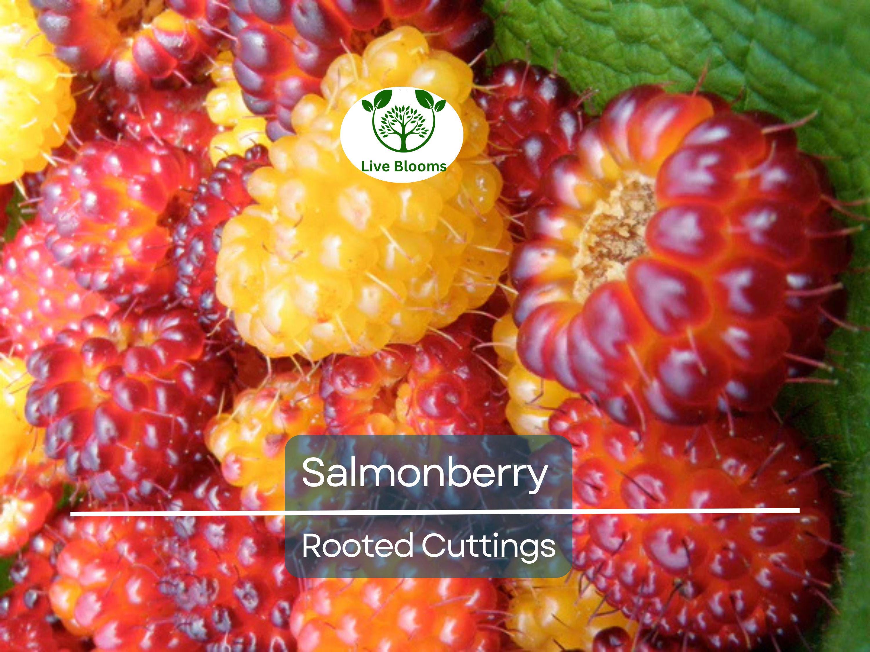 5 Salmonberry Rooted Cuttings 4-5" | Rubus spectabilis, Edible Berry, Native Shrub, Fruit Bush, Hardy Perennial, Gardening, Landscaping