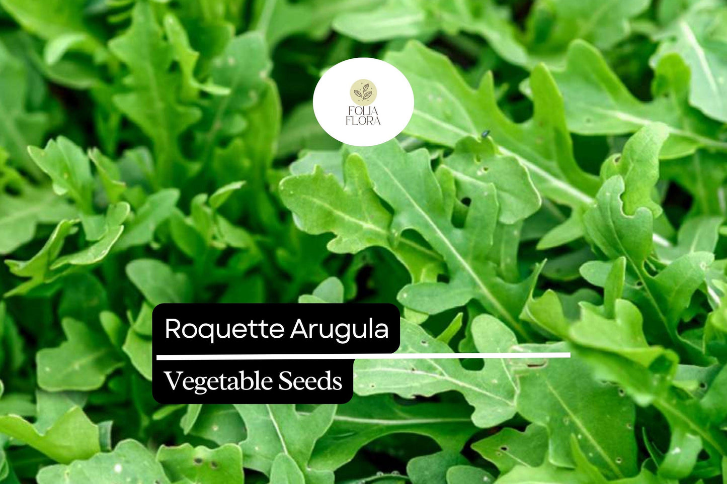 500 Seeds Roquette Arugula (Eruca vesicaria) – Peppery Greens for Salads, Sandwiches, and Gourmet Dishes