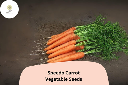 1000+ Speedo Carrot Seeds – Fast-Growing, Sweet & Tender Variety