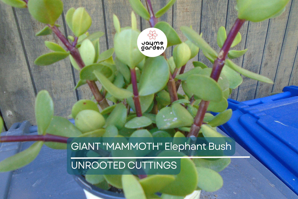 2 Giant Mammoth Elephant Bush Cuttings - Portulacaria Afra Macrophylla - 4-6” Tall, Rare, Large-Leaf Succulent