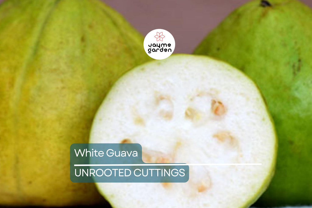 Guava Tree  – Live Tropical White Guava Fruit Tree – Ships in Pot – Ready to Plant