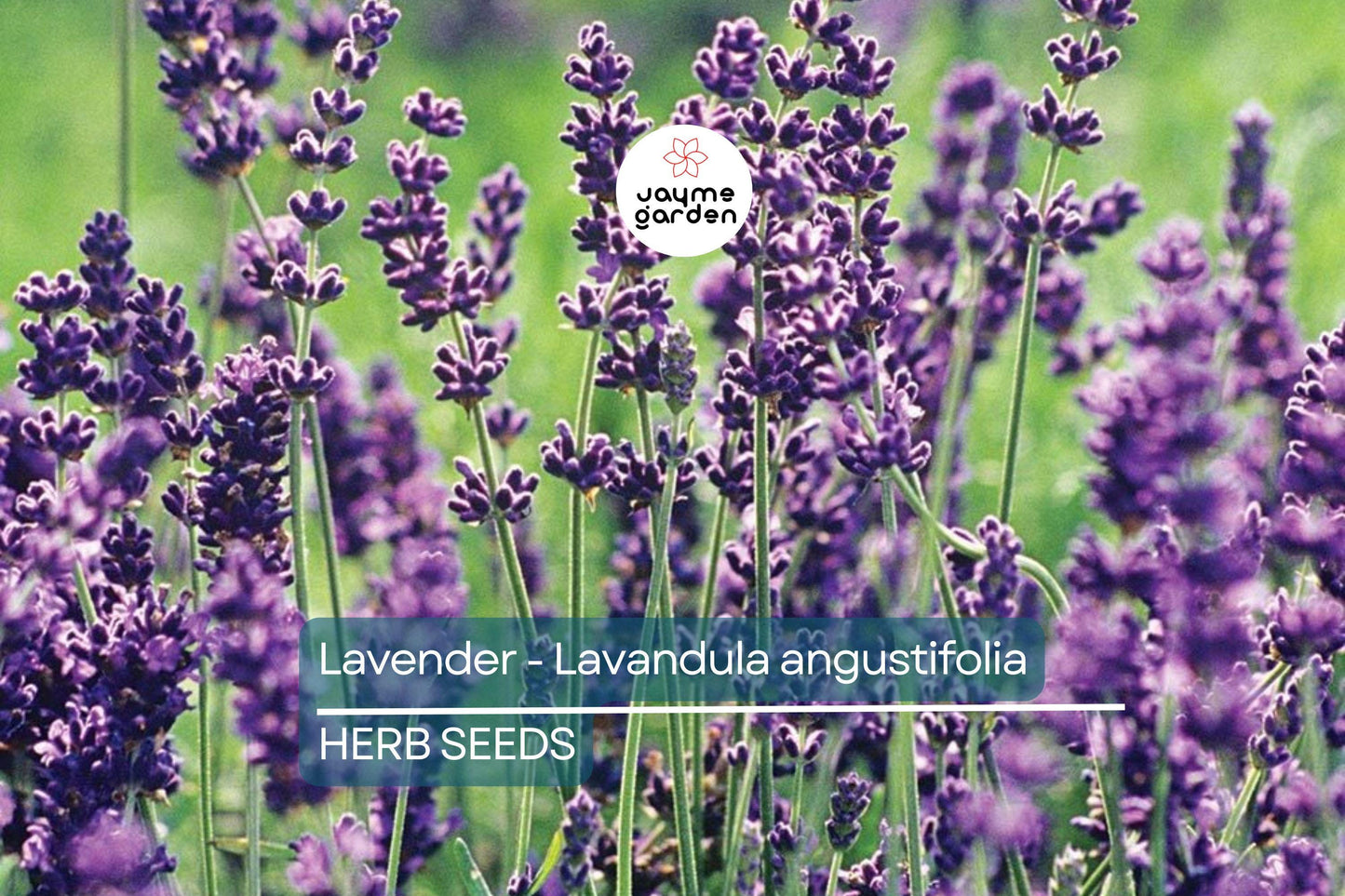 700 True Lavender Seeds – Non-GMO Lavandula angustifolia, Fragrant, Free Shipping