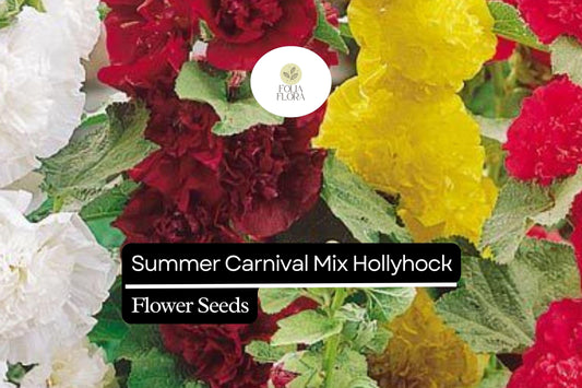 125 Seeds Summer Carnival Mix Hollyhock (Alcea rosea) – Vibrant Biennial Blooms, Pollinator-Friendly, Cottage Garden Favorite