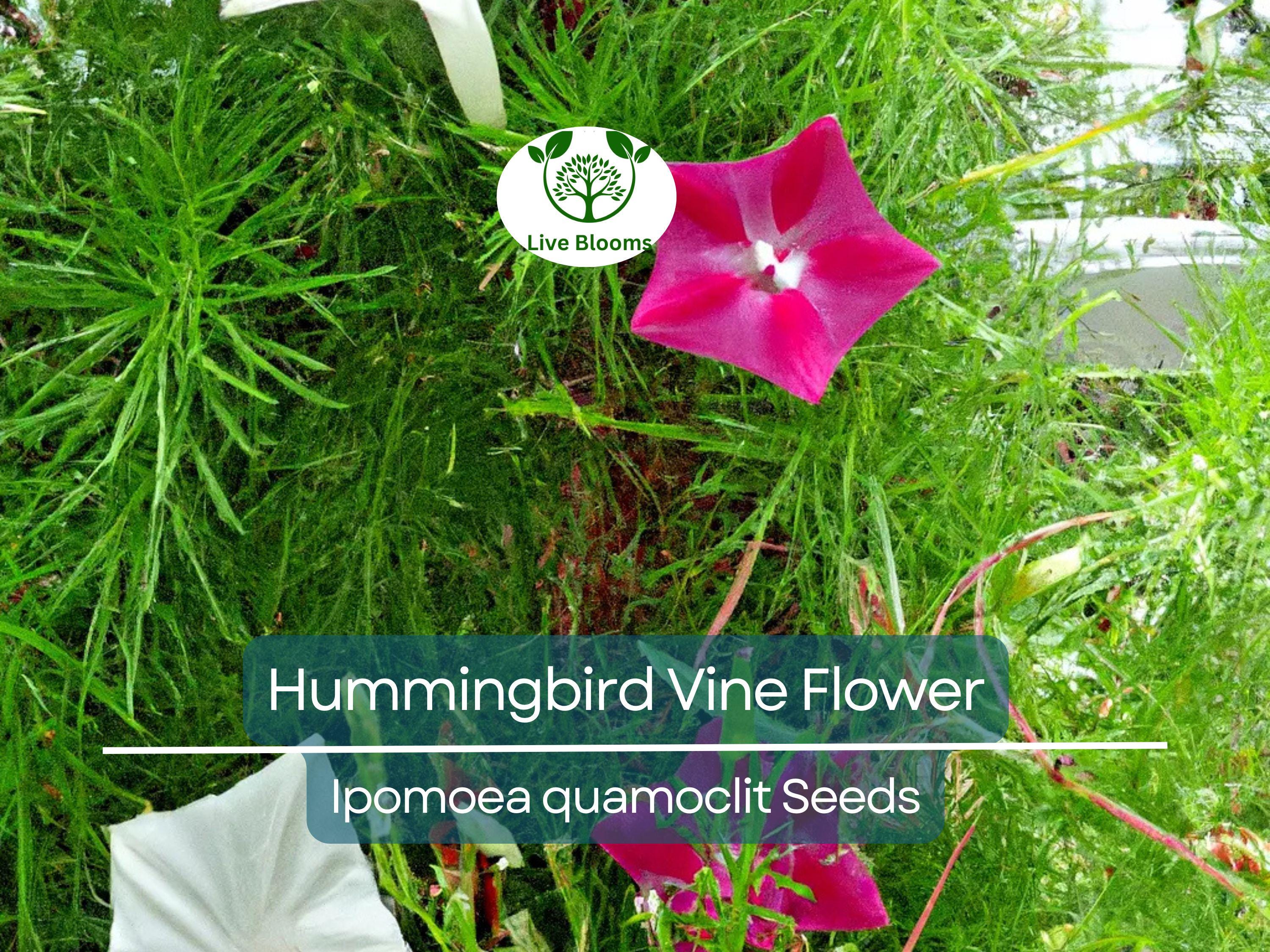 20 Hummingbird Vine Flower Seeds - Mixed Colors (Ipo. quamoclit) Cardinal Climber - Fast-Growing, Vibrant, Pollinator-Friendly