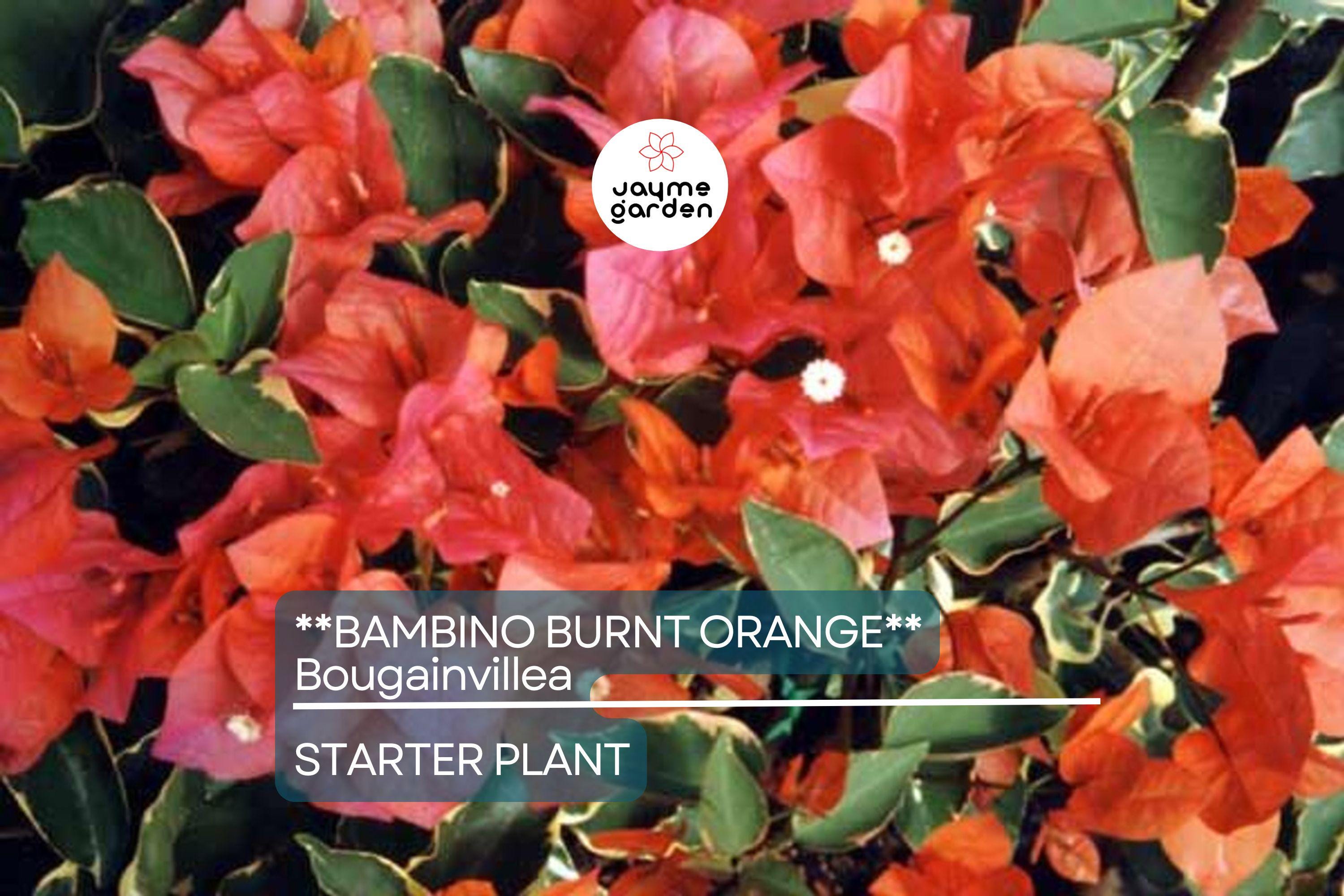 Bambino Burnt Orange Bougainvillea | Live Starter Plant | Well-Rooted Plug | Small, Tropical Beauty | Perfect for Indoor & Outdoor