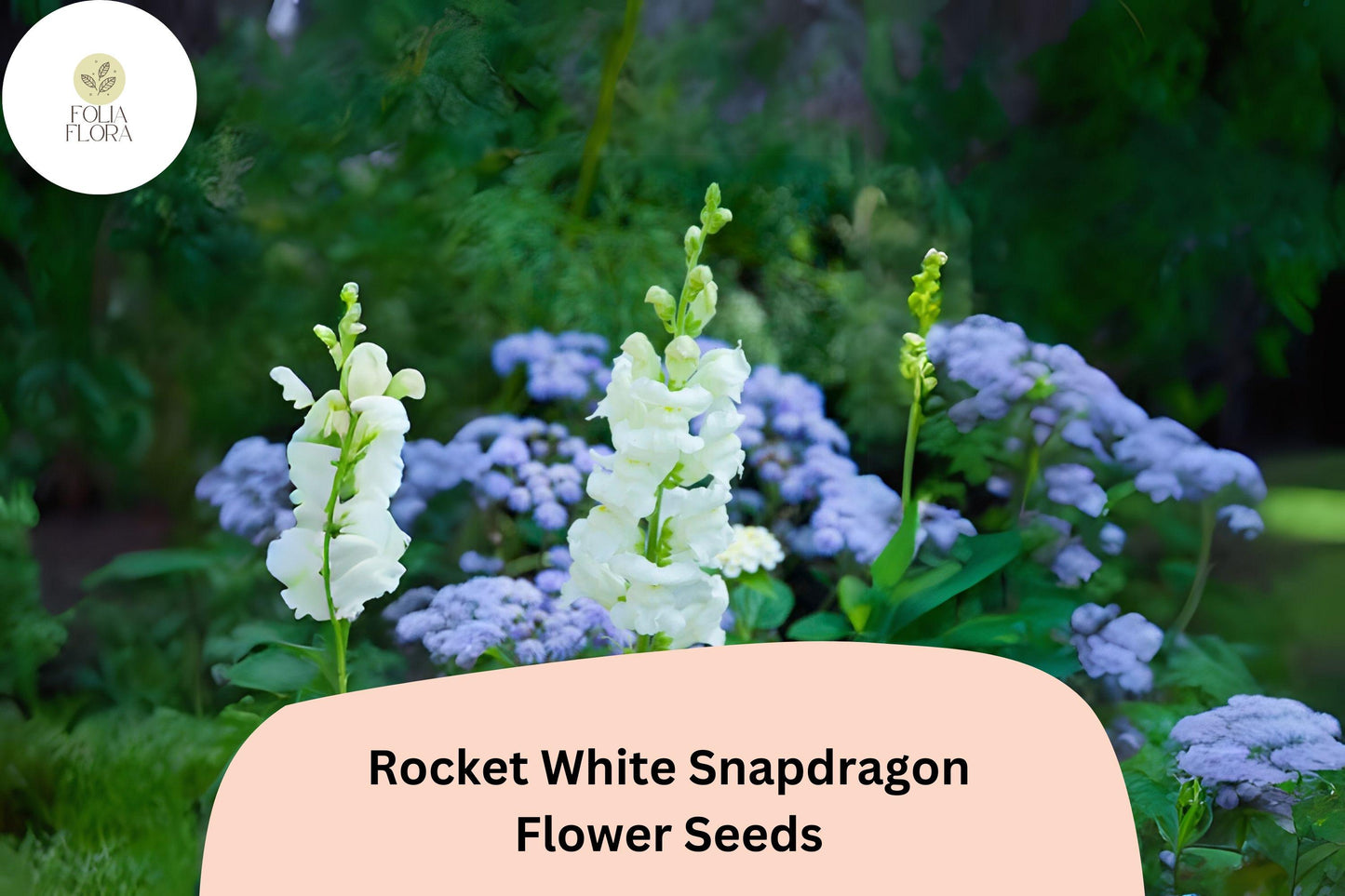 Antirrhinum majus Rocket White Snapdragon Seeds – 1000+ Pure White Blooms for Garden & Cut Flowers