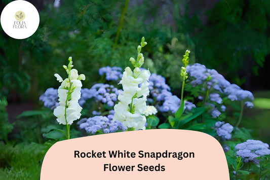 Antirrhinum majus Rocket White Snapdragon Seeds – 1000+ Pure White Blooms for Garden & Cut Flowers