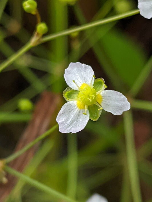 300 Alisma triviale Seeds | Large-Flowered Water Plantain | Native Wetland Perennial | Pollinator & Wildlife Friendly