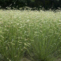 Bouteloua gracilis Seeds – Blue Grama Grass, Drought-Tolerant Native Prairie Grass (100 Seeds)