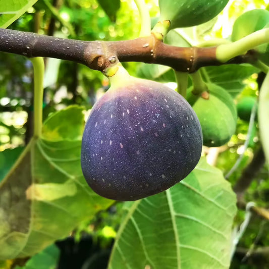 Black Jack Fig Tree Cuttings (Unrooted) – Ficus carica – Fresh Scion Wood for Rooting, Propagation & Grafting – Large Sweet Fig Variety