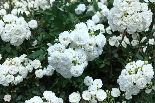 White Drift® Groundcover Rose Live Plant – 1 Quart Pot – Low Maintenance – Rosa 'White Drift'