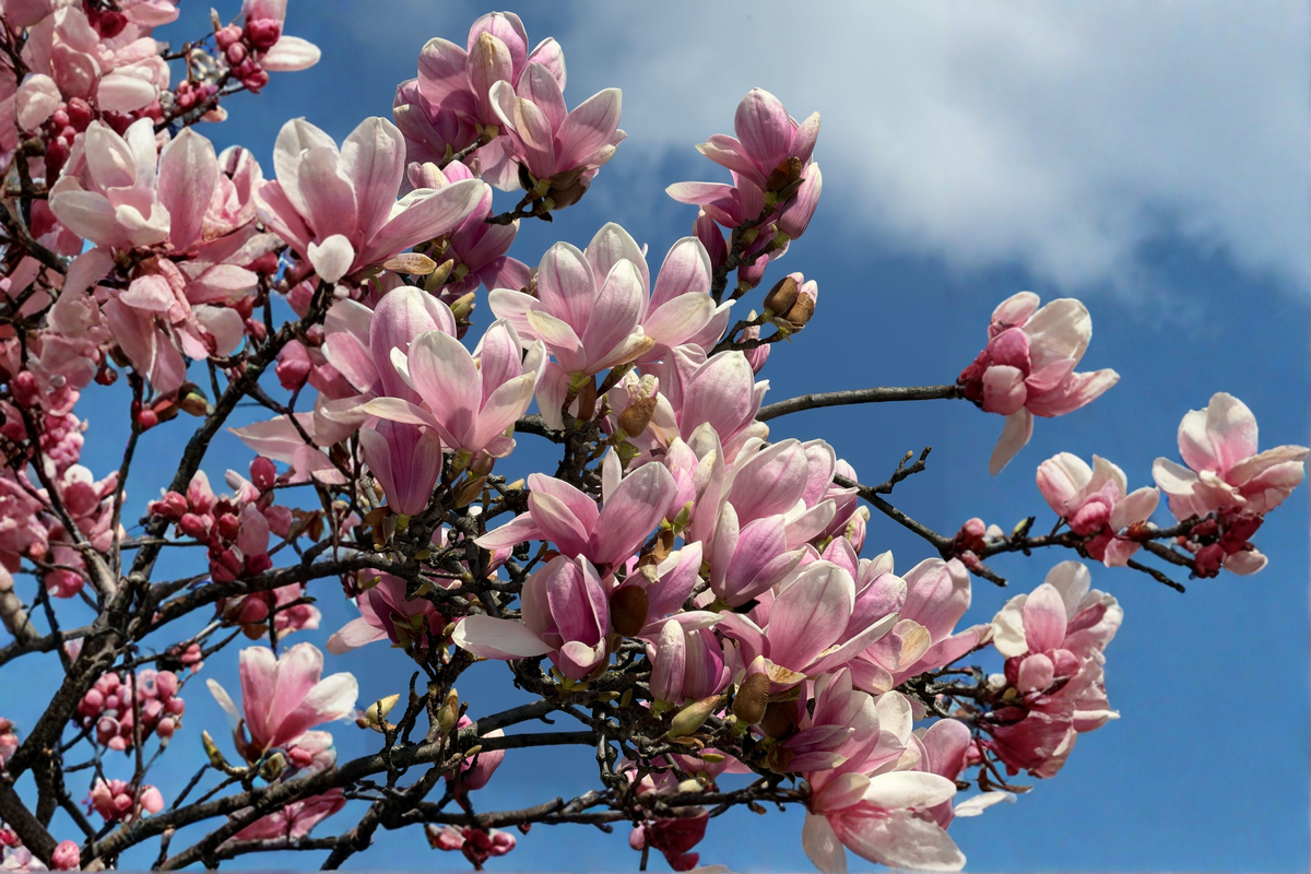 Ann Star Magnolia Live Plant – 3 Inch Pot – Magnolia 'Ann'