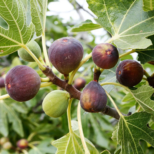Blue Celeste Fig Tree Cuttings (Unrooted) – Ficus carica Rare Blue Fig Variety – Fresh Scion Wood for Rooting & Propagation