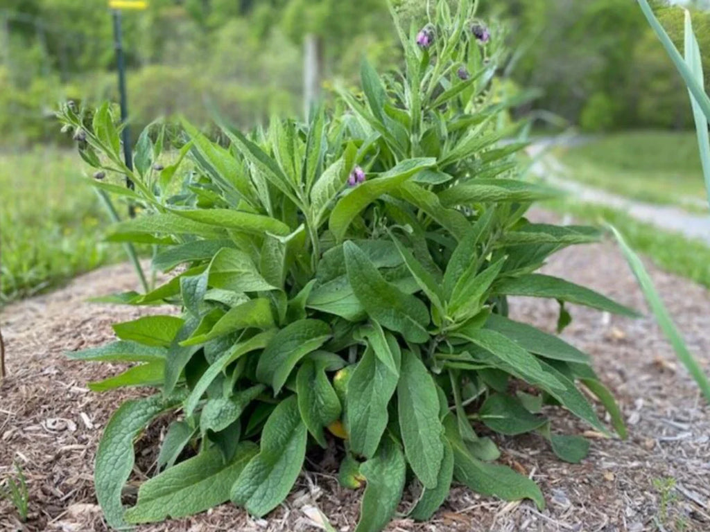 4 Live Comfrey Root Cuttings | Bocking 4 Variety | 3–4” Organic Root Starts | Medicinal, Fertilizer, Pollinator, Permaculture Plant