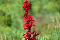 Cardinal Flower Seeds Lobelia Cardinalis Red Native Wildflower Perennial Moist Shade Garden Pollinator Plant 100 Seeds