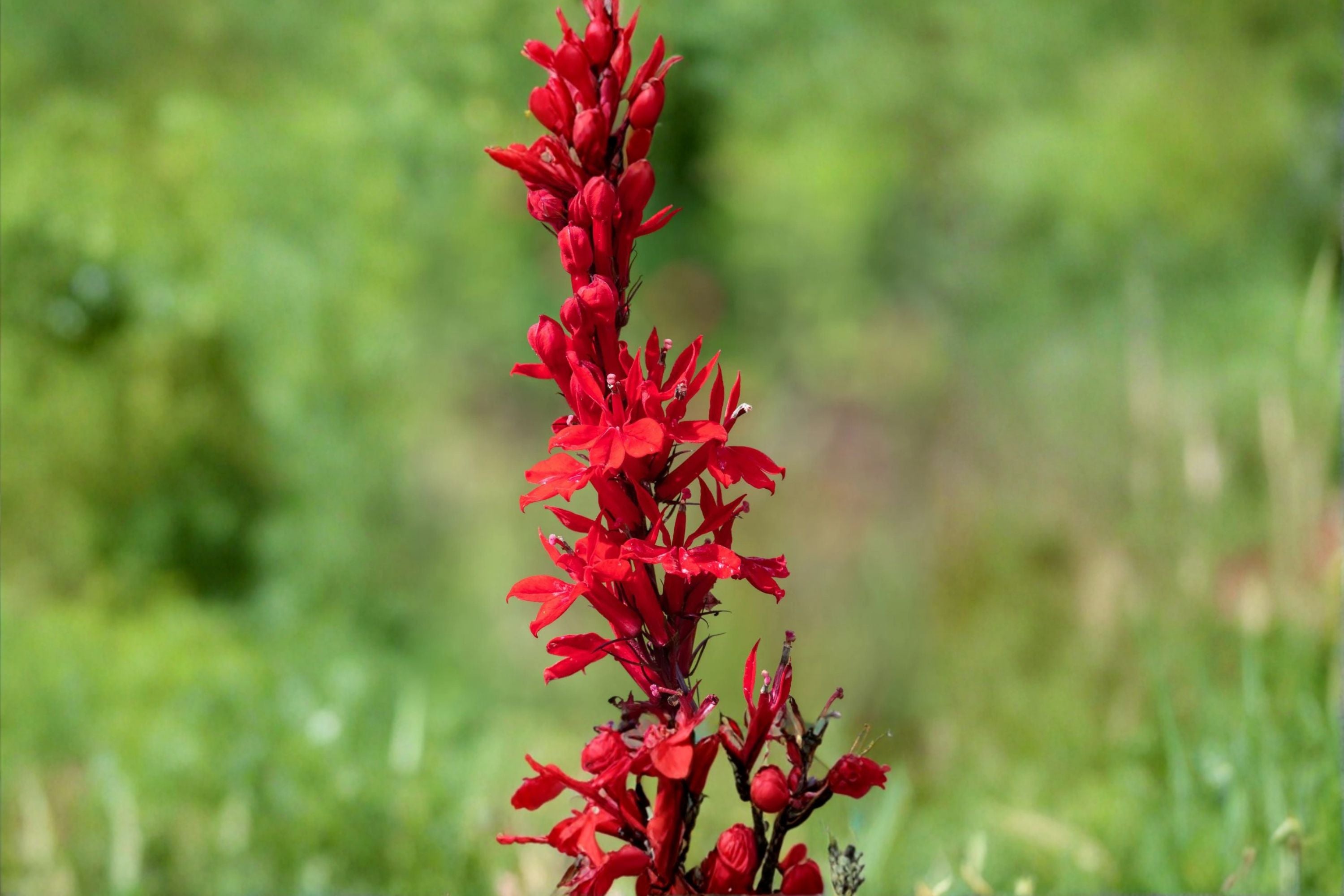 Cardinal Flower Seeds Lobelia Cardinalis Red Native Wildflower Perennial Moist Shade Garden Pollinator Plant 100 Seeds